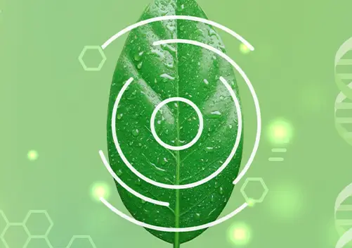 Powered by Nature Illustration of a leaf with circular lines